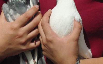 frieden.  uns menschen in die hand gelegt
